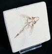 Fossil Flying Fish (Exocoetoides) From Lebanon #9023-1